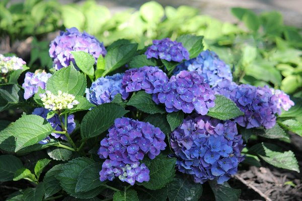 Restoring suffolk's tudor gem: the ultimate guide to merging heritage with contemporary style